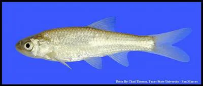 Bluntnose shiner (Notropis simus)