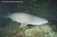 Bluntnose sixgill shark (Hexanchus griseus)