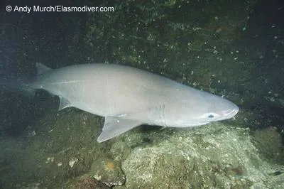 Bluntnose sixgill shark (Hexanchus griseus)