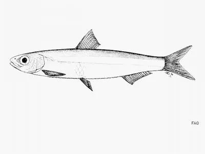 Bluntnosed sawtooth pellonuline (Potamothrissa obtusirostris)