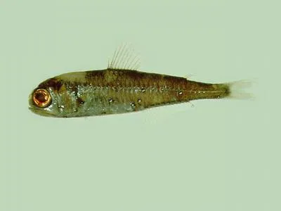 Bluntsnout lanternfish (Myctophum obtusirostre)