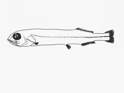 Bluntsnout slickhead (Rouleina squamilatera)