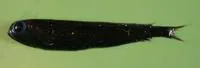Bluntsnout smooth-head (Xenodermichthys copei)