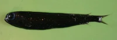 Bluntsnout smooth-head (Xenodermichthys copei)