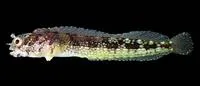 Bluntspine blenny (Acanthemblemaria exilispinus)