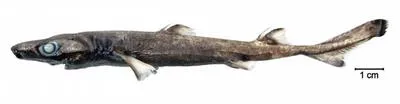 Blurred smooth lantern shark (Etmopterus bigelowi)