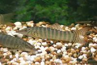Blyth's loach (Syncrossus berdmorei)