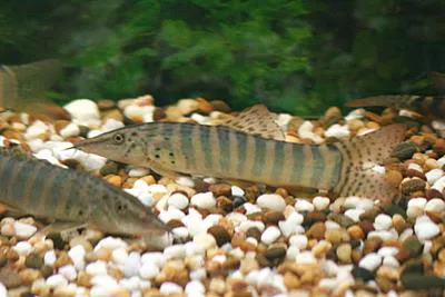 Blyth's loach (Syncrossus berdmorei)