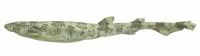 Boa catshark (Scyliorhinus boa)