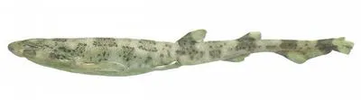 Boa catshark (Scyliorhinus boa)