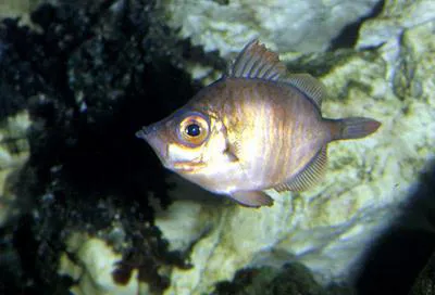 Boarfish (Capros aper)
