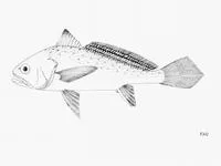 Bobo croaker (Pseudotolithus elongatus)