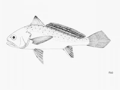 Bobo croaker (Pseudotolithus elongatus)