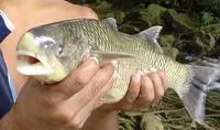 Bobo mullet (Joturus pichardi)