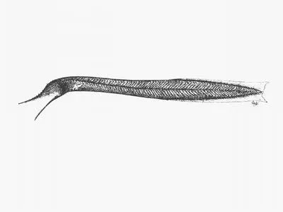 Bobtail eel (Cyema atrum)
