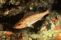 Bocaccio rockfish (Sebastes paucispinis)