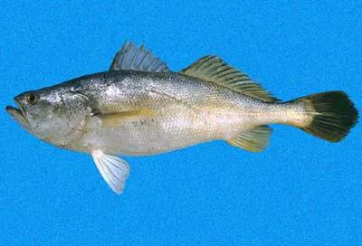 Boccone weakfish (Cynoscion praedatorius)