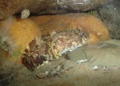 Bocon toadfish (Amphichthys cryptocentrus)