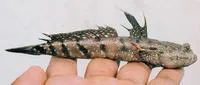 Boddart's goggle-eyed goby (Boleophthalmus boddarti)