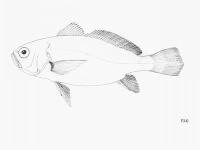 Boe drum (Pteroscion peli)