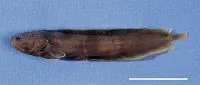 Boehlke's coralbrotula (Ogilbia boehlkei)