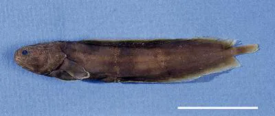 Boehlke's coralbrotula (Ogilbia boehlkei)