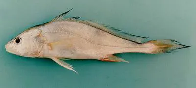 Boeseman croaker (Boesemania microlepis)