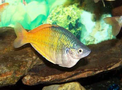Boeseman's rainbowfish (Melanotaenia boesemani)