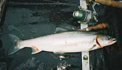 Boganida char (Salvelinus boganidae)