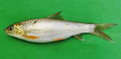 Boggut labeo (Labeo boggut)