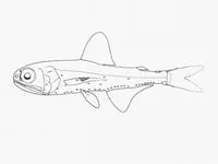 Bogue lanternfish (Symbolophorus boops)