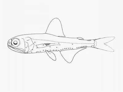 Bogue lanternfish (Symbolophorus boops)