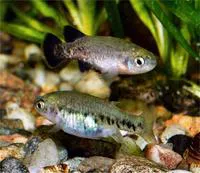 Bold characodon (Characodon audax)