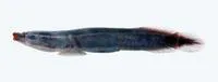 Bolin's clingfish (Lepadichthys bolini)