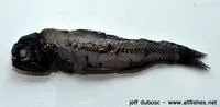 Bolin's lantern fish (Diaphus phillipsi)