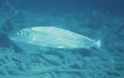 Bonefish (Albula vulpes)