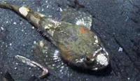 Bonehead sculpin (Artedius notospilotus)