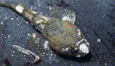 Bonehead sculpin (Artedius notospilotus)