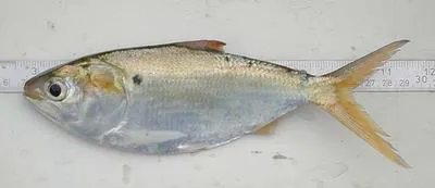 Bonga shad (Ethmalosa fimbriata)