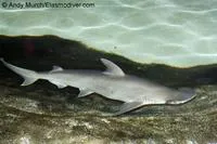 Bonnethead (Sphyrna tiburo)