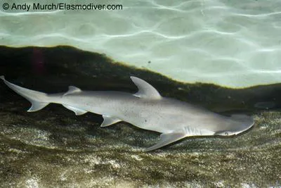 Bonnethead (Sphyrna tiburo)