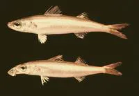 Bonnetmouth (Emmelichthyops atlanticus)
