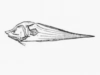 Bony-eared assfish (Acanthonus armatus)