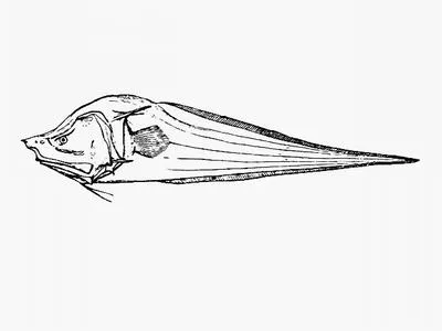 Bony-eared assfish (Acanthonus armatus)