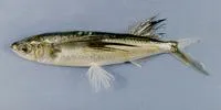 Bony flyingfish (Hirundichthys oxycephalus)