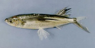 Bony flyingfish (Hirundichthys oxycephalus)