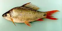 Bonylip barb (Osteochilus vittatus)