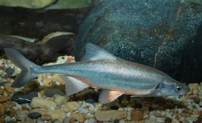 Bonytail (Gila elegans)