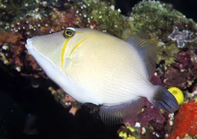 Boomerang triggerfish (Sufflamen bursa)
