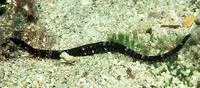 Booth;s pipefish (Halicampus boothae)